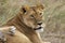 African Lion, panthera leo, Female, Masai Mara Park in Kenya