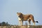 African Lion, panthera leo, Female, Masai Mara Park in Kenya