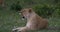 African Lion, panthera leo, Female Yawning, Masai Mara Park in Kenya,