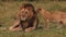 African Lion, panthera leo, Group standing near Bush, Cub playing with Male, Samburu Park in Kenya,