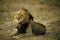 African Lion, panthera leo, Male laying on Dry grass, Kenya