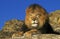 African Lion, panthera leo, Male laying on Rocks