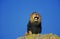 African Lion, panthera leo, Male Roaring on Rock against Blue Sky