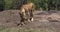 African Lion, panthera leo, Mother carrying Cub in its Mouth, Masai Mara Park in Kenya,