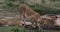African lion, panthera leo, mother and cub drinking at water hole, Nairobi Park in Kenya, Real Time