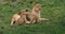 African Lion, panthera leo, Mother and Cub suckling