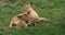 African Lion, panthera leo, Mother and Cub suckling