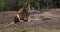 African Lion, panthera leo, Mother drinking Water on Rocks, Masai Mara Park in Kenya