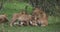 African Lion, panthera leo, Mother licking its Cub, Masai Mara Park in Kenya,