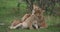 African Lion, panthera leo, Mother licking its Cub, Masai Mara Park in Kenya,