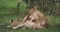 African Lion, panthera leo, Mother licking its Cub, Masai Mara Park in Kenya,