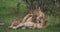 African Lion, panthera leo, Mother licking its Cub, Masai Mara Park in Kenya,