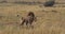 African Lion, panthera leo, Pair Mating, Masai Mara Park in Kenya,