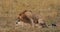 African Lion, panthera leo, Pair Mating, Masai Mara Park in Kenya,