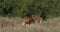 African lion, panthera leo, pair mating, Nairobi Park in Kenya, Real Time