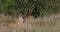 African lion, panthera leo, pair standing in dry grass, Nairobi Park in Kenya, Real Time