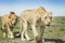 African lion Panthera leo pair together