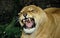 African Lion, panthera leo, Portrait of Female in Defensive Posture