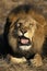 African Lion, panthera leo, Portrait of Male in Defensive Posture