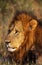 African Lion, panthera leo, Portrait of Male, Kenya