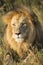 African Lion (Panthera leo) Portrait South Africa