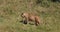 African Lion, panthera leo, Young Male walking through Savannah, Nairobi Park in Kenya, Real Time
