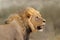 African lion portrait - Kalahari desert