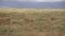 African Lion Pride, Lioness Walking in Meadow With Two Young Lions aka Cubs.