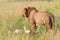 African lion, Queen Elizabeth National Park, Uganda