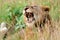 African lion, Queen ElizabethNational Park, Uganda