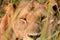 African lion, Queen ElizabethNational Park, Uganda