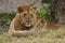 African Lion Resting
