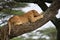 African lion resting in tree in natural park