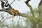 African lion resting in tree in natural park, Serengeti