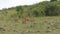 African Lion Rests At A Den Of Bushes With Playful Cubs In Wildlife Reserve