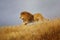 An African lion runs through grass.