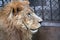 African lion-side face