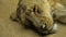 African lion sleeping on flat stone.