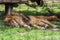 African Lion sleeping head on the ground
