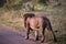 African lion specimen walking along the roads of the African savannah in South Africa at dawn