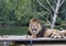 African lion on top of car