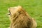 African Lion Yawn