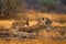 African lion, young kitten. Botswana wildlife. Lion, fire burned destroyed savannah. Animal in fire burnt place, lion lying in