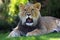 African lion , young male in grass