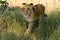 African Lion, Zimbabwe, Hwange National Park