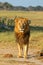 African Lion, Zimbabwe, Hwange National Park