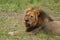 African Lion, Zimbabwe, Hwange National Park