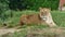 African lion in a zoo. Wildlife animal