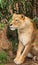 African Lioness