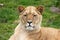 African lioness